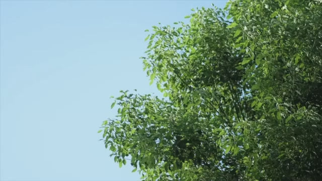 vidéo carillon à vent dans jardin